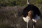 Full size ostrich gazing into a field