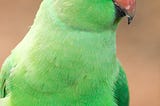 Did You Know These Things About Parakeets?