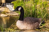 hi-line-gift-ltd-sitting-canadian-goose-garden-statue-1