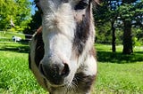 A donkey wearing a crown of flowers
