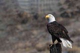 Perching bald eagle