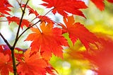 Close-up of bright orange autumn leaves on a stem.