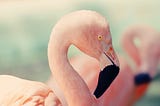 Flamingos on the Spanish Island Mallorca Sound the Alarm