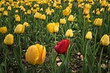 Red tulip in a field of yellow tulips