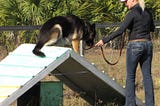 5 Reliable Steps To Train Your Dog