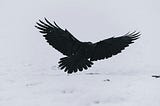 Raven