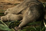 The sleeping baby elephant is in a state of Neustress.