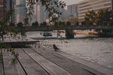 Sparrow on a bench outside