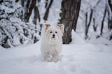 6 ways to keep your pets comfortable during winters