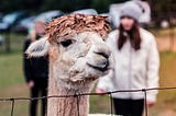 Customizing LLMs with Ollama Modelfiles