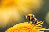 Why we can’t survive without bees