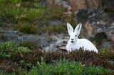 The Tortoise and the Hare (Floyd’s Algorithm)