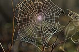 A dew-laden photo of a spiderweb; a metaphor for the connection and reciprocity we want to achieve in the way we create shared space for learning.