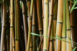 The Bamboo Trees