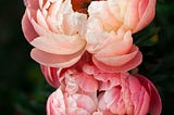 My Mother, the Peony