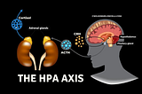 From Resistance to Flow: The Role of the HPA Axis