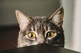 Cat peeking over the top of a table