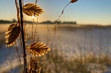 dawn on beach with sea oats