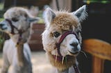 Transferring and Managing Ollama Model Files