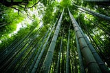 The Bamboo: Nature’s Wonder