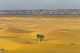 Image of a single tree growing in the beige sands of a desert with rolling foothills off in the distance.