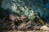 Several turtles at the bottom of a body of water.