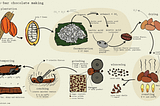 The Origin Story of Chocolate