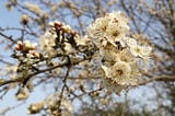 Crab apple blossom