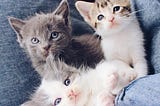 Three kittens nestled amid denim pillows. One grey one, two white ones with tabby faces. All with blue eyes.