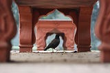 Short story: The Crow That Nested
