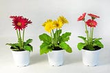 4-in-gerber-mega-revolution-mix-red-yellow-white-orange-pink-bloom-daisy-plant-4-piece-1