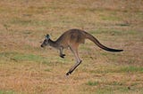A kangaroo jumping in a field