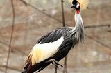 A crested crane, the national bird of Uganda, standing on a stone