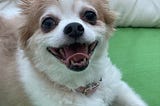 dog lounging on patio sofa