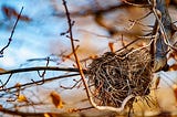 An empty birds nest made of dry twigs sits on a branch with a blue sky in the background