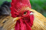Attack of the Killer Rooster