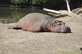 Some kind of large aquatic mammal slumped on a river bank ready to sleep