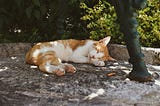 ginger and white cate reclining on concrete slab with bushes in background