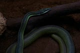 The Serpent Is Alive and Active