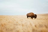 Buffalo