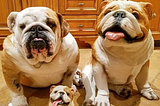 An image of two very cute and wrinkly fully grown bulldogs with one bulldog puppy.