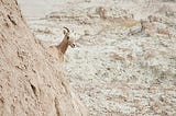 A goat turns its head, looking back over an arid, rocky landscape