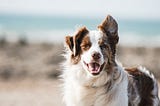 Dog Training, 6 Commands Evеrу Dog Shоuld Know