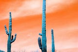 The Cacti