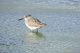 Hello again, little redshank