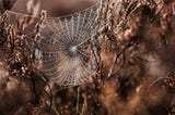 Don’t Fear the Weeds