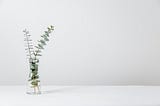 Plant on a desk