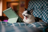 Cat reading from a tablet on a bed and yawning.