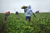 Trump Tacos on Migrant Raids