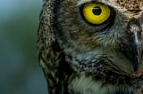 The Gift of Sight